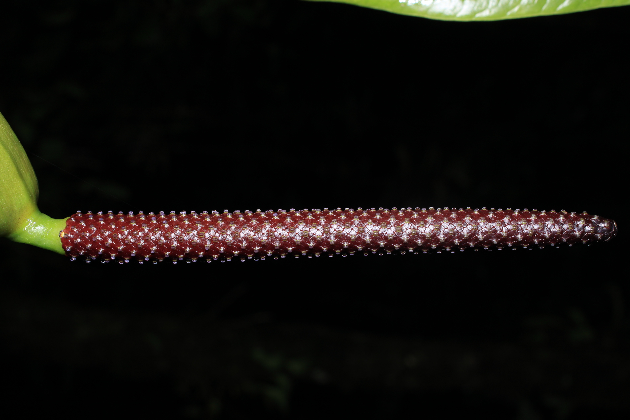 Anthurium nigrescens Engl. 4