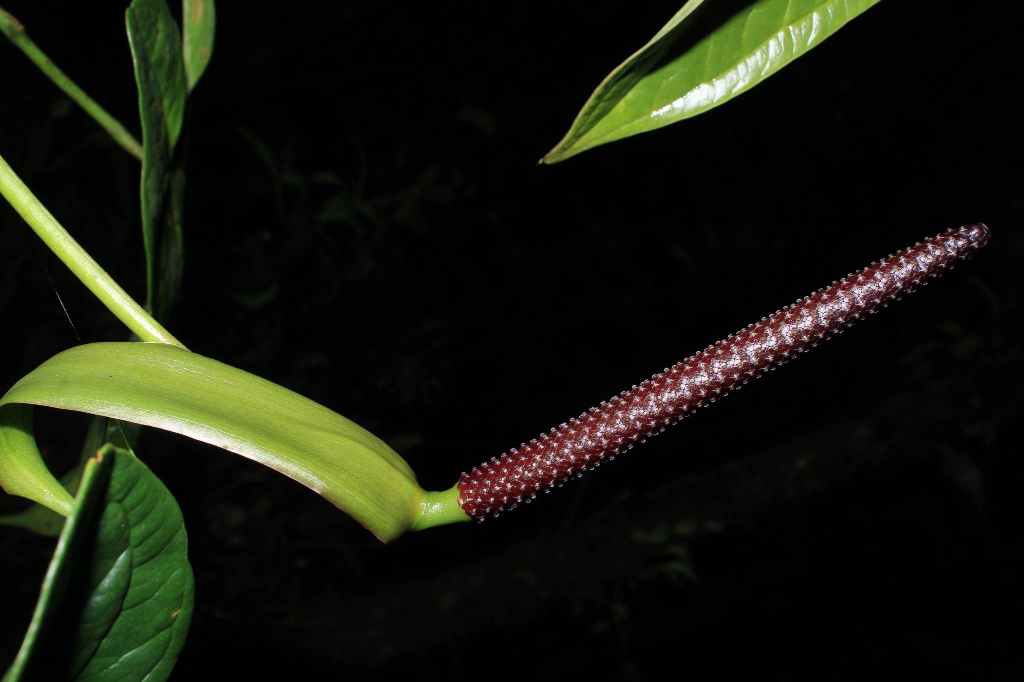 Anthurium nigrescens Engl. 3
