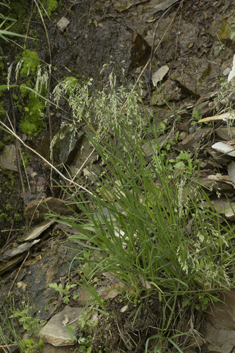 Poa radula iNat (1)