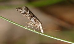 Scoparia ithyntis