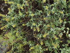 Errazurizia benthamii
