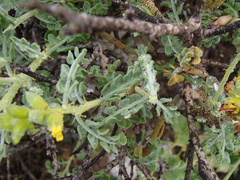 Errazurizia benthamii