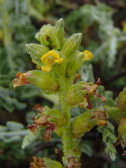 Errazurizia benthamii