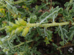 Errazurizia benthamii