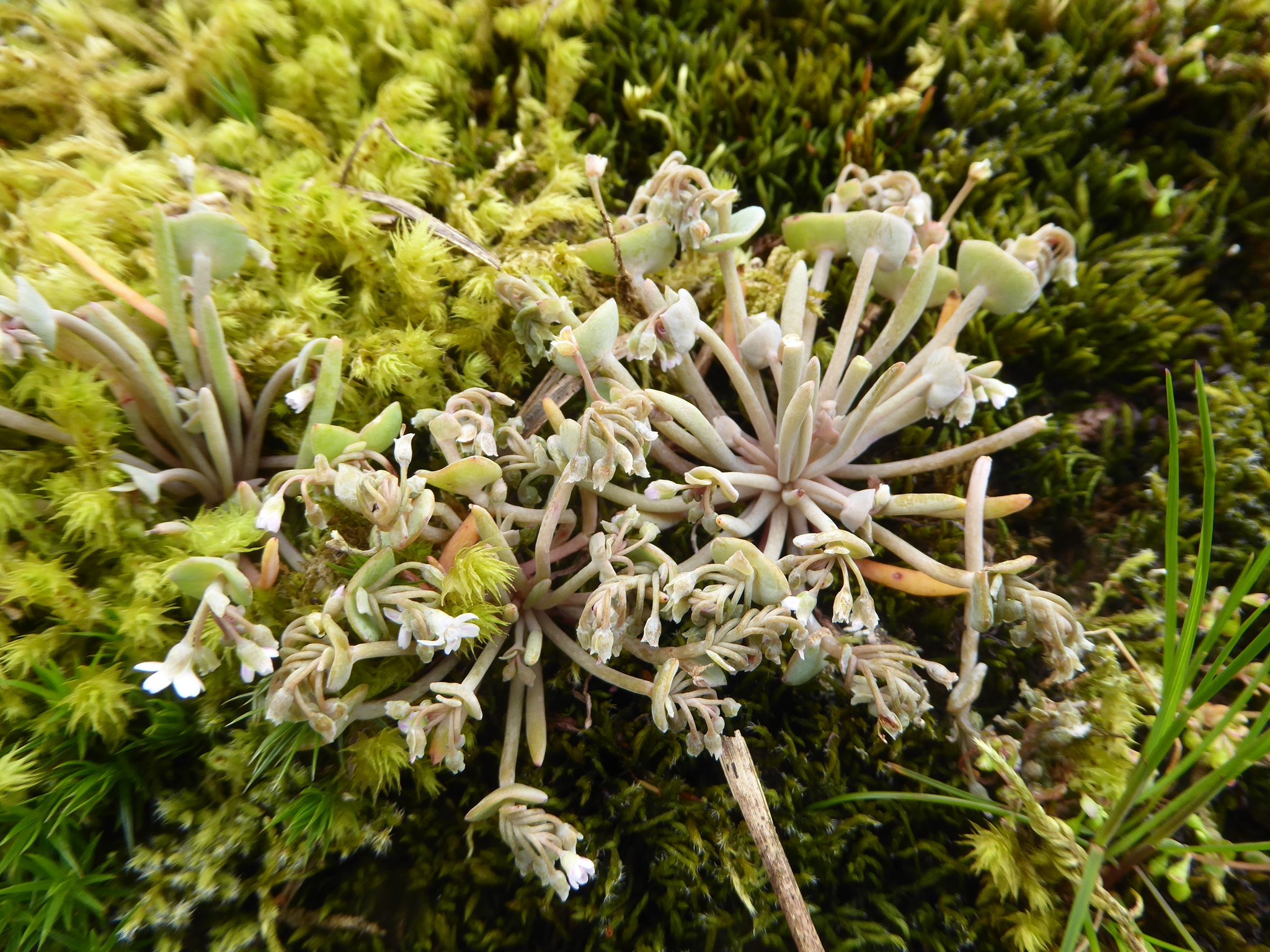 Claytonia exigua