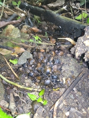 Paradoxurus musangus