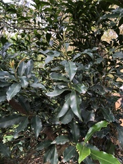 Helicia cochinchinensis