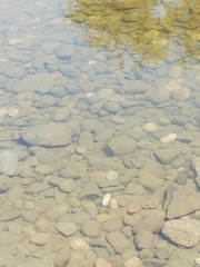 Amphilophus istlanus