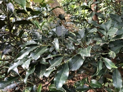 Helicia cochinchinensis