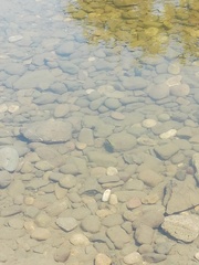 Amphilophus istlanus