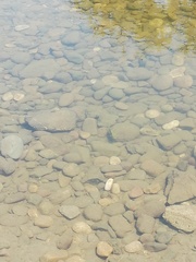 Amphilophus istlanus