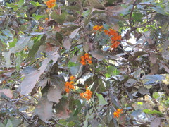 Pseudogynoxys haenkei