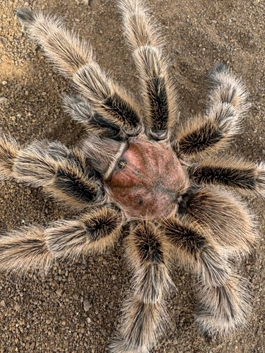 Grammostola rosea