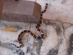 Lampropeltis polyzona