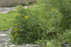 Tanacetum vulgare boreale