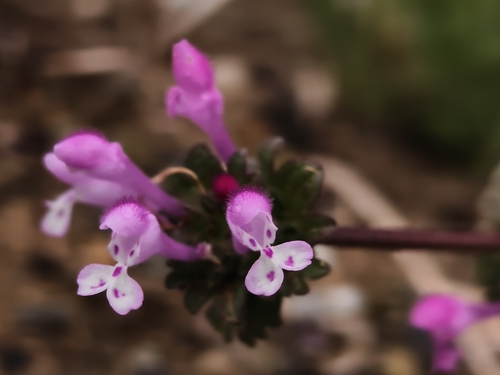 henbit deadnettle