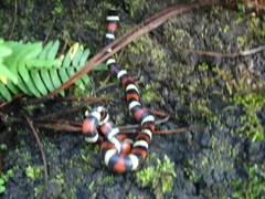 Lampropeltis polyzona
