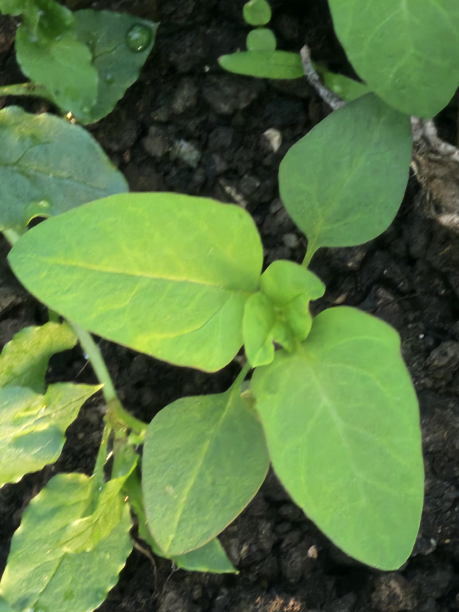 Imagem de Lipandra polysperma