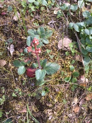 Micranthes californica