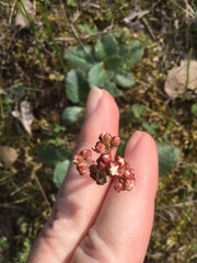 Micranthes californica