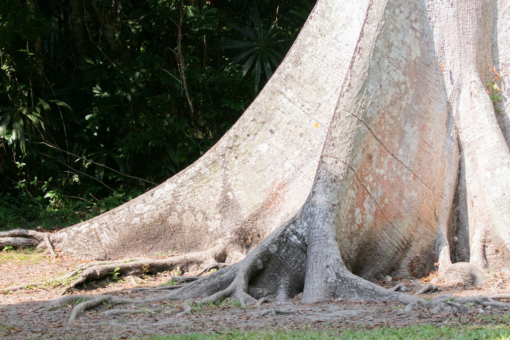 Kapok Tree (Ceiba pentandra) · iNaturalist