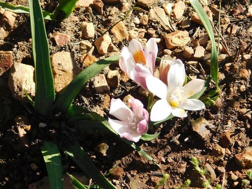 Freesia caryophyllacea, photograph 6