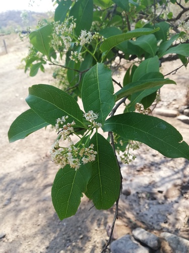 Ehretia tinifolia