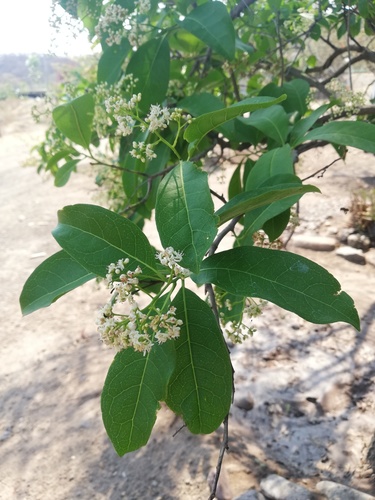 Ehretia tinifolia