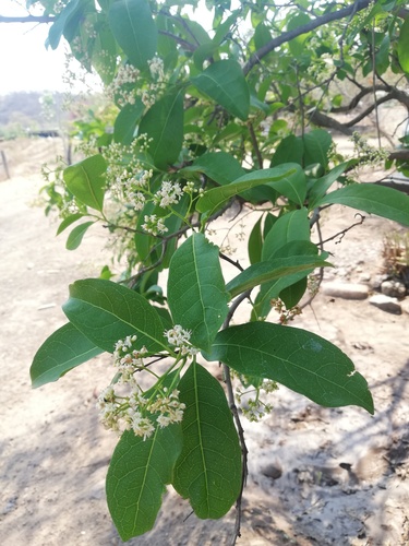 Ehretia tinifolia