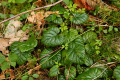 Rubus nivalis