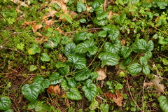 Rubus nivalis