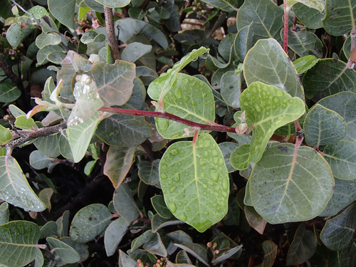 Rhus lentii, photograph 6