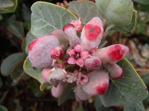 Rhus lentii, photograph 5