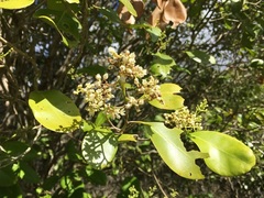 Geijera paniculata