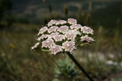 Seseli lehmannii
