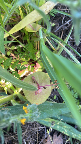 iNaturalist observation photo of miner's lettuce