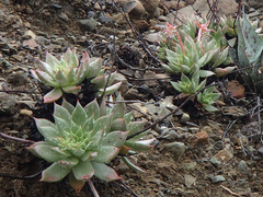 Dudleya cochimiana