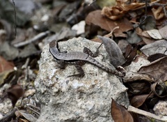 Leiocephalus macropus