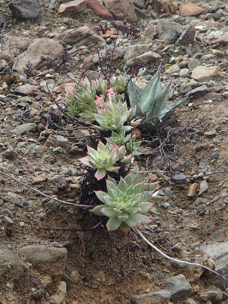 Dudleya cochimiana, Isla de Cedros, Ensenada, Baja California, Mexico