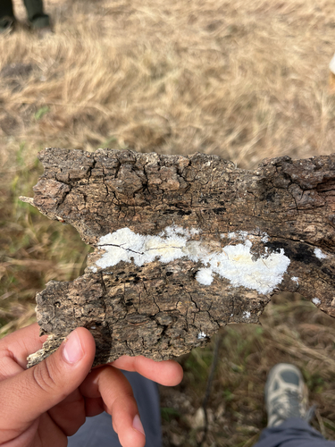 iNaturalist observation photo of Fungi Including Lichens
