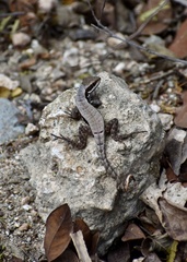 Leiocephalus macropus