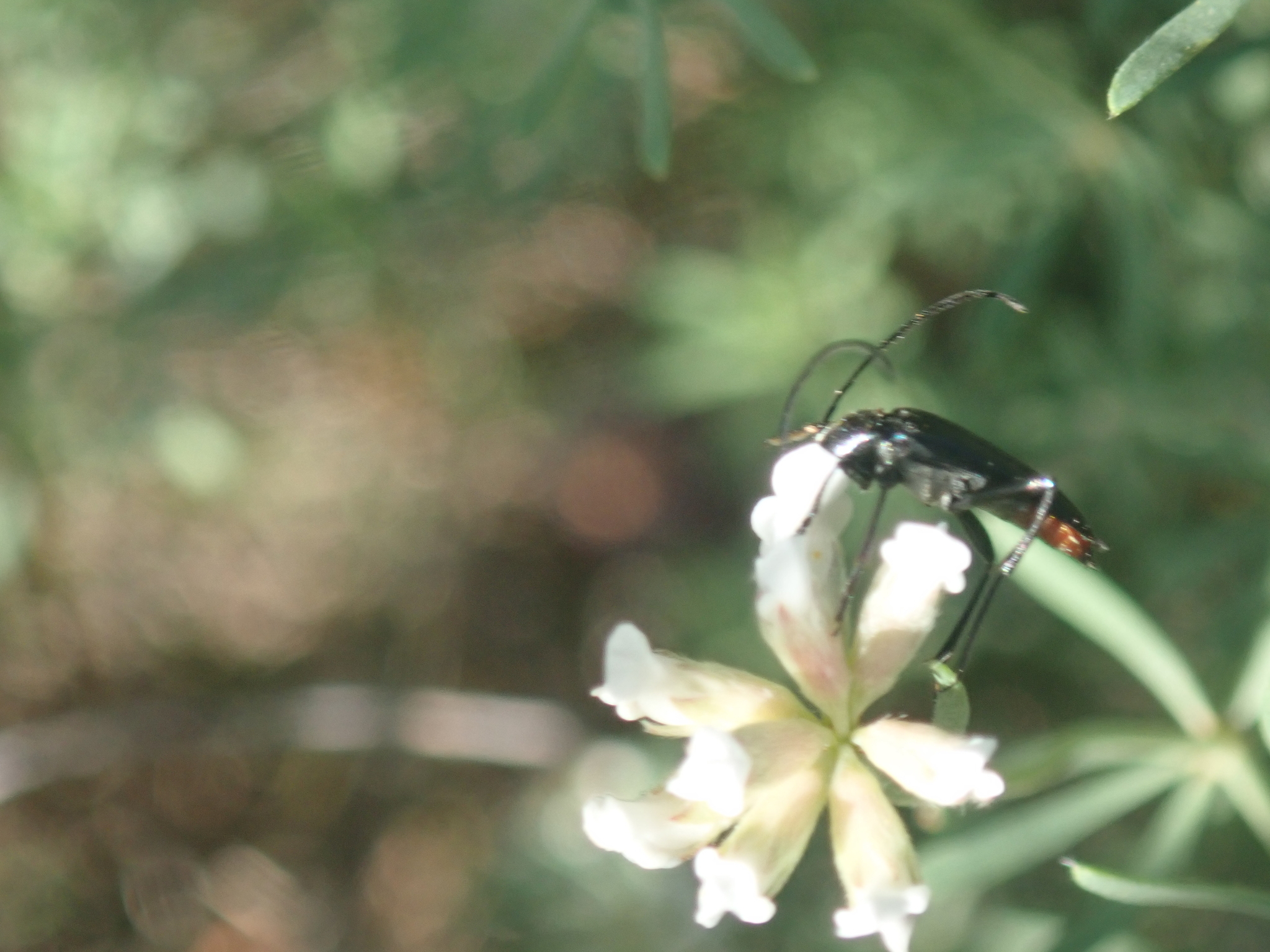 Stenurella nigra