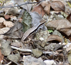 Leiocephalus macropus