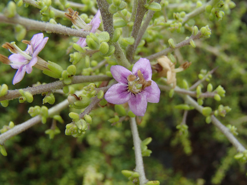 Baja desert-thorn (Lycium brevipes)