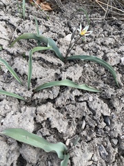 Tulipa bifloriformis