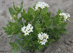 Tournefortia sibirica