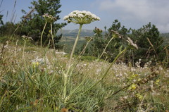 Seseli lehmannii