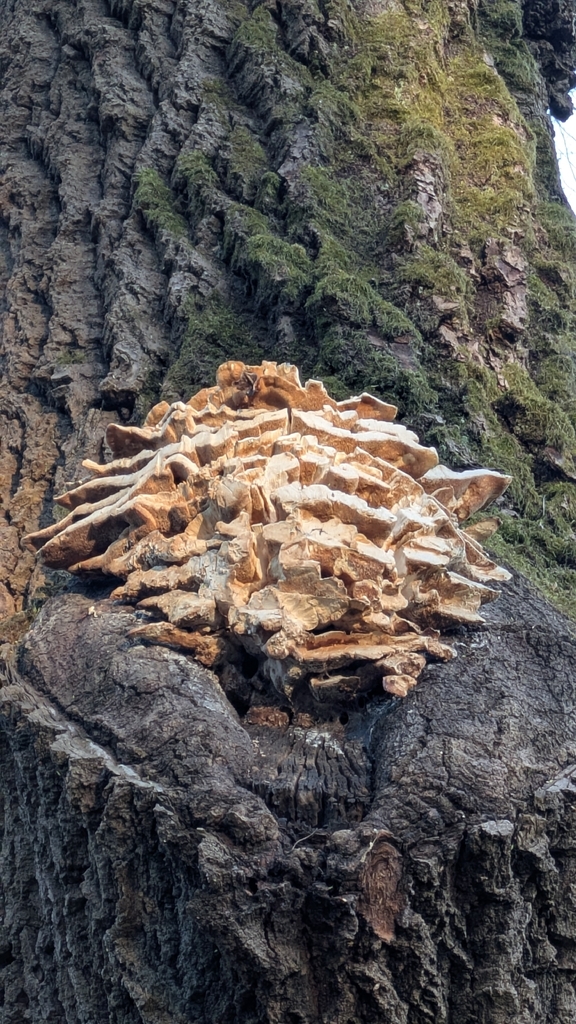 Laetiporus sulphureus · April 2026 · photo: © aga_l_ (iNaturalist, cc-by)