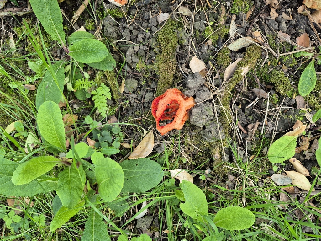 Clathrus ruber · April 2026 · photo: © hector_ibacan (iNaturalist, cc-by)