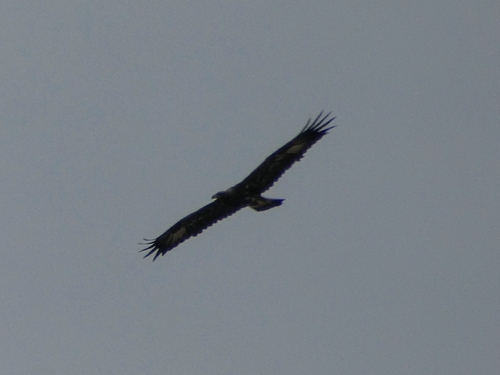 Avistamiento Águila real (Sierra Nevada)